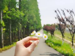 -上海长兴岛郊野公园