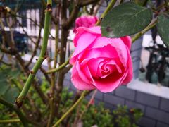 -凤嫂农家乐(梁弄店)