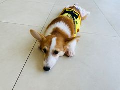 -怪兽屋·羊驼·猫咖·狗咖(俊华广场店)