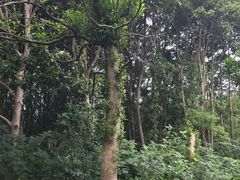 -昆山城市生态森林公园