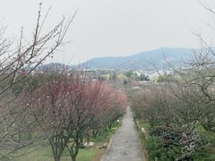 -香雪海