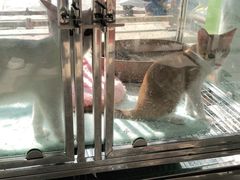 -瑞鹏宠物医院·骨科·猫科·内科(第一中心)