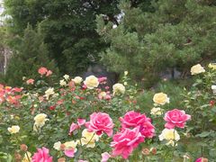 -莲花池公园