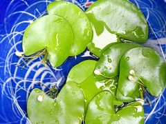 -循礼门鲜花花市(武汉循礼门店)