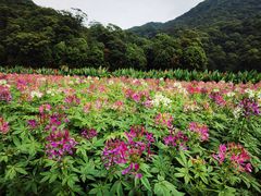 -广州市石门国家森林公园