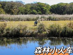 -济州森林小火车生态公园