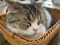 -共舞时光猫咖·狗咖(新街口店)