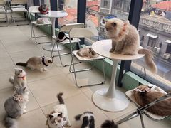 -怪兽屋·羊驼·猫咖·狗咖(俊华广场店)