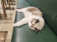 -安格丽娜·狗咖·猫咖羊驼咖(春熙路百盛商场店)