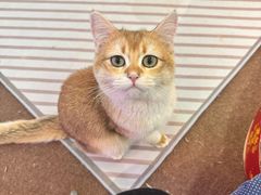 -大型宠物商超·宠海王国·宠物猫狗活体·用品·美容(新世界百货重庆店)