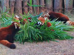 -泉州海丝野生动物世界