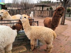 -鄂尔多斯野生动物园