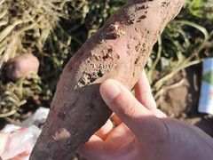 -前小桔亲子创意农场·草莓采摘·露营烧烤