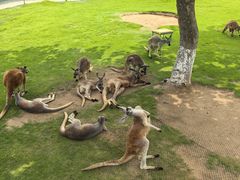-西霞口神雕山野生动物世界