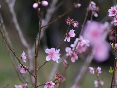 -深圳仙湖植物园