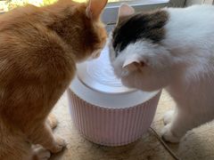 -Cappucimeow猫咪咖啡馆(韦伯时代店)