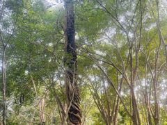-中国科学院西双版纳热带植物园