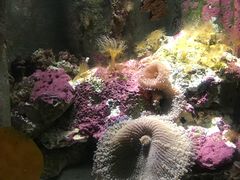 -悉尼海洋生物水族馆