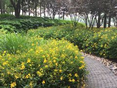 -陈家山荷花公园