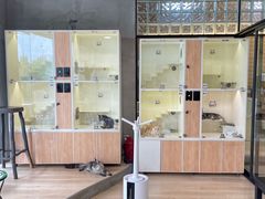 -十年猫舍·猫咪专门店(普陀店)