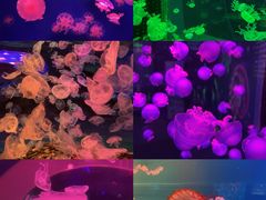 -多彩贵州城极地海洋世界