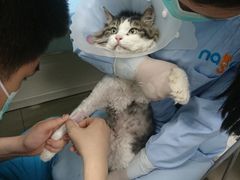 -纳吉亚猫专科动物诊疗中心(蒋宅口分院)
