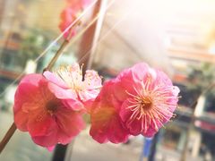 -听雨小筑茶舍(观音桥·龙湖新壹街店)