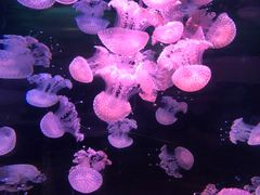 -欢乐海岸海洋奇梦馆