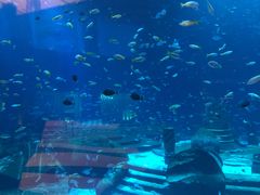-亚特兰蒂斯•OSSIANO奥西亚诺海底餐厅