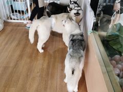 -Husky Go! 哈士奇体验馆·宠物咖啡厅狗咖
