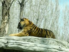-北京野生动物园