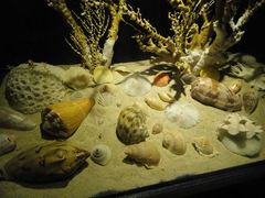 -亚龙湾中心广场·贝壳馆