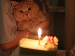 -壹点壹客·生日蛋糕(南山店)