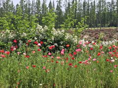 -上海长兴岛郊野公园