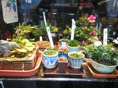 -万商花鸟市场