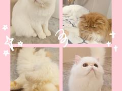 -More Fun猫咖 二十只万元加菲主题