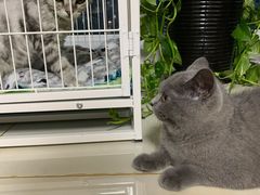 -美联众合宠物医院·爱萌分院·内外科·猫科中心