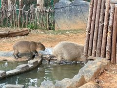 -云南野生动物园