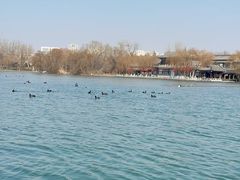 -济南大明湖景区