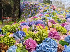 -上海共青森林公园