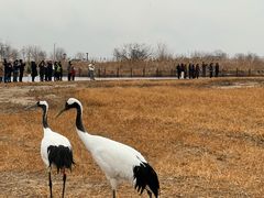 -盐城丹顶鹤湿地生态旅游区