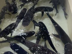 -久宴·天目湖大鱼头(恐龙园店)