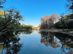 -上海共青森林公园