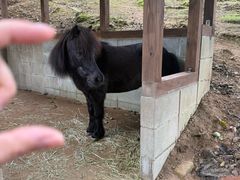 -神户市立六甲山牧场