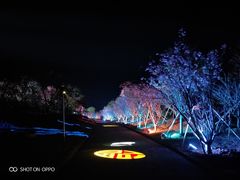 -天适樱花悠乐园
