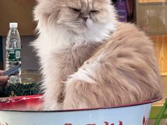 -平行世界·猫咖(首经贸店)