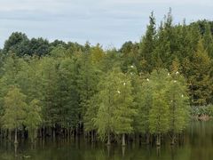 -白鹭湾湿地公园