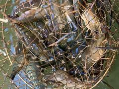 -光头佬钓虾场·烧烤·聚餐·亲子(金沙洲店)