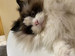 -滚猫咖啡·猫咖·猫友好撸猫(未来城店)
