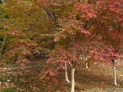 -棒棰岛宾馆景区